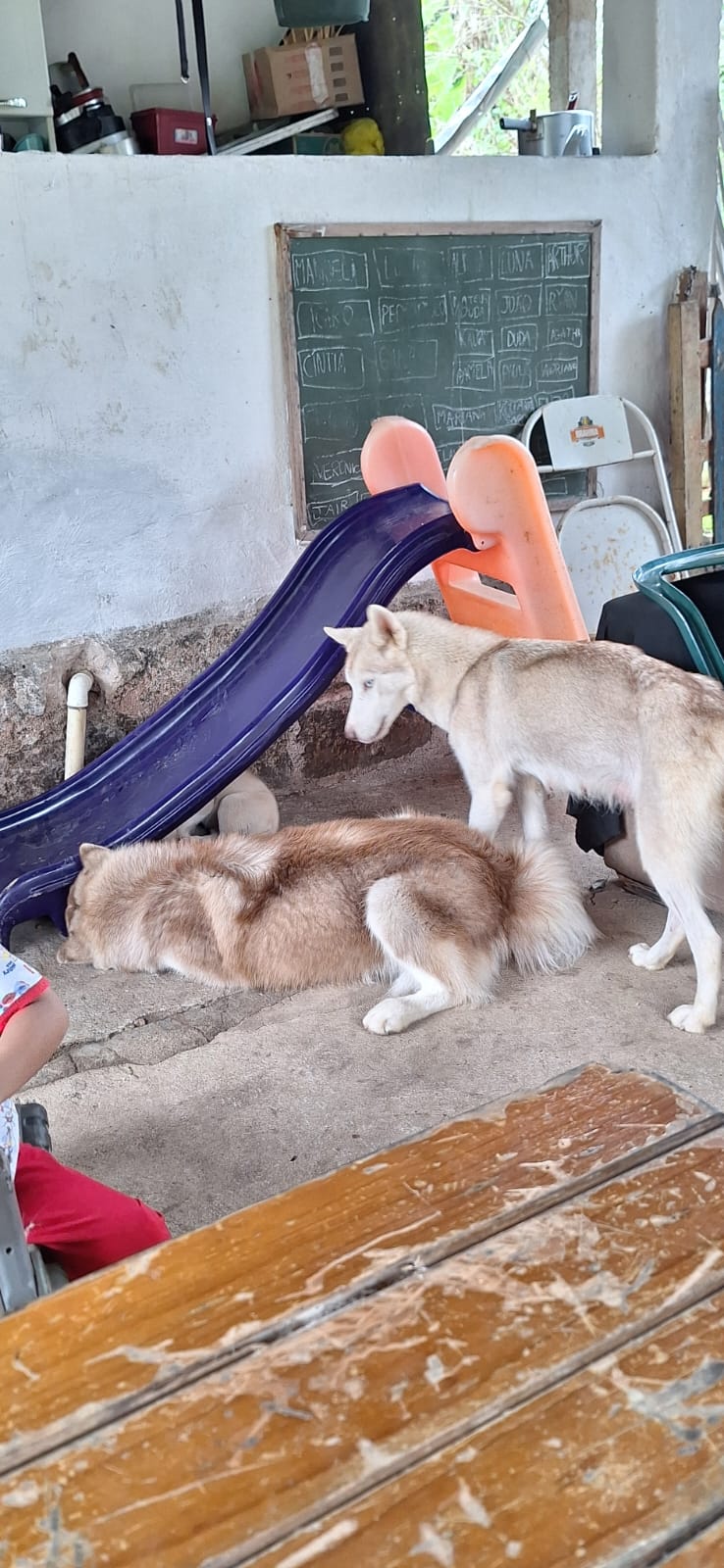 Portal Vendocão Filhote de husky siberiano , olhos azuis , já vermifugado Mar de Espanha