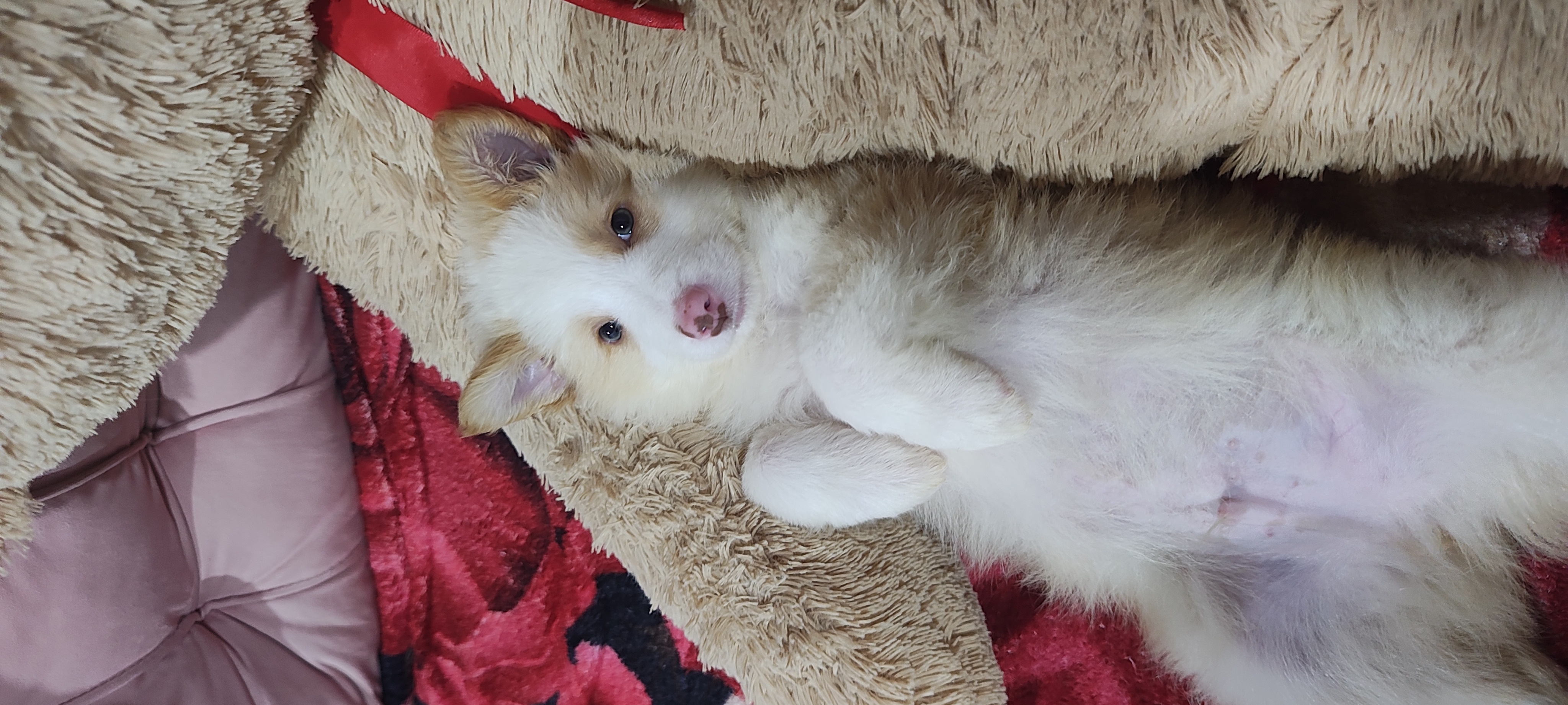 Portal Vendocão Filhote border collie macho 2 meses  Campina grande do sul