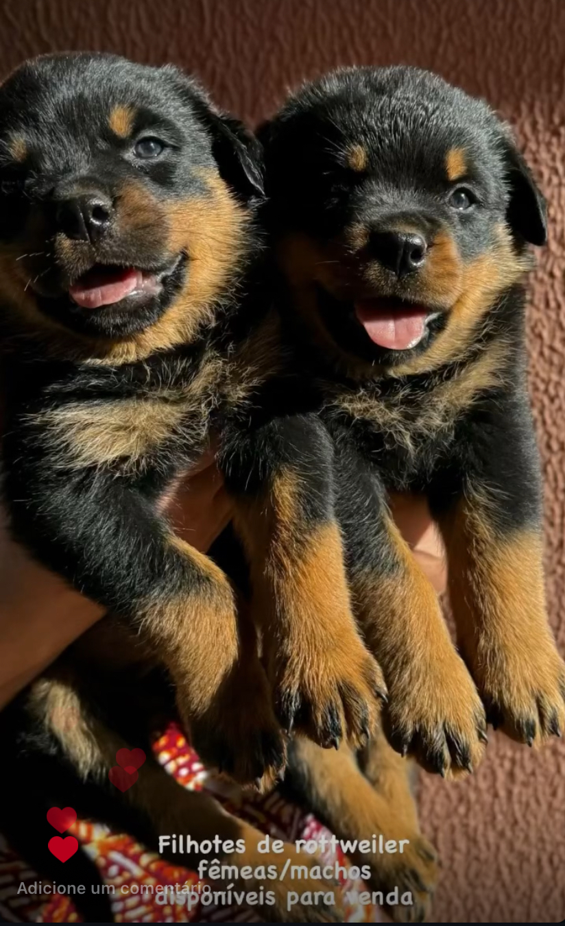 filhotes de Rottweiler Campo Grande 