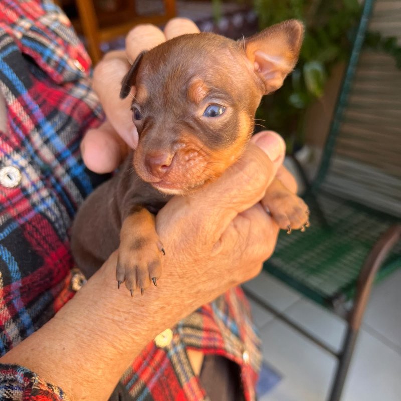 Filhote Pinscher 1 (macho)