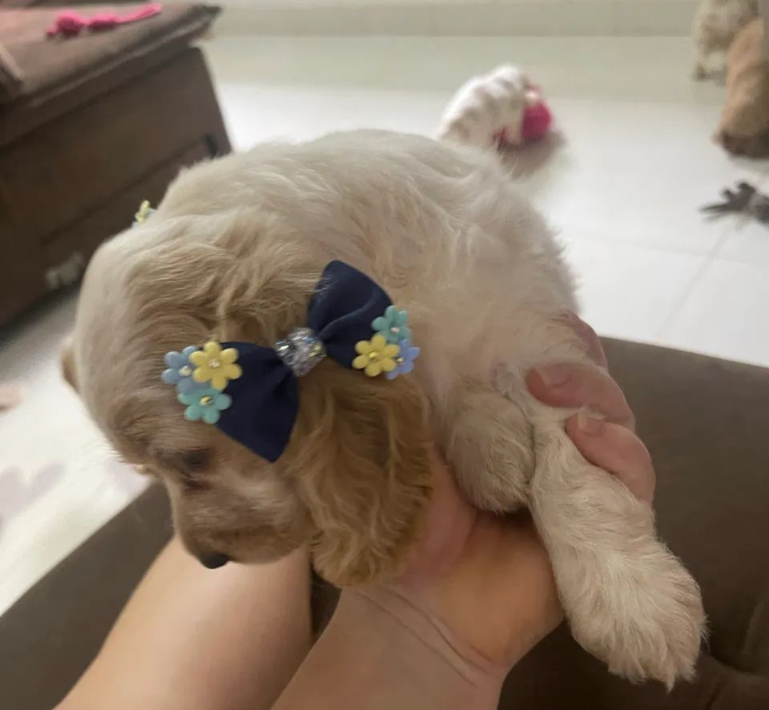 Portal Vendocão Lindos filhotes de Cocker  Campo Grande