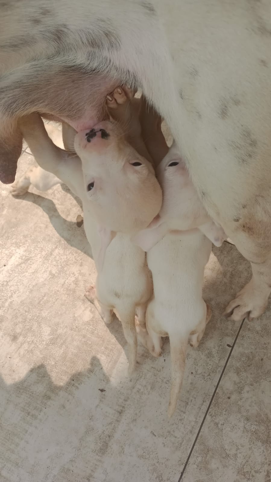 Portal Vendocão Dogo argentino filhotes  São Gonçalo