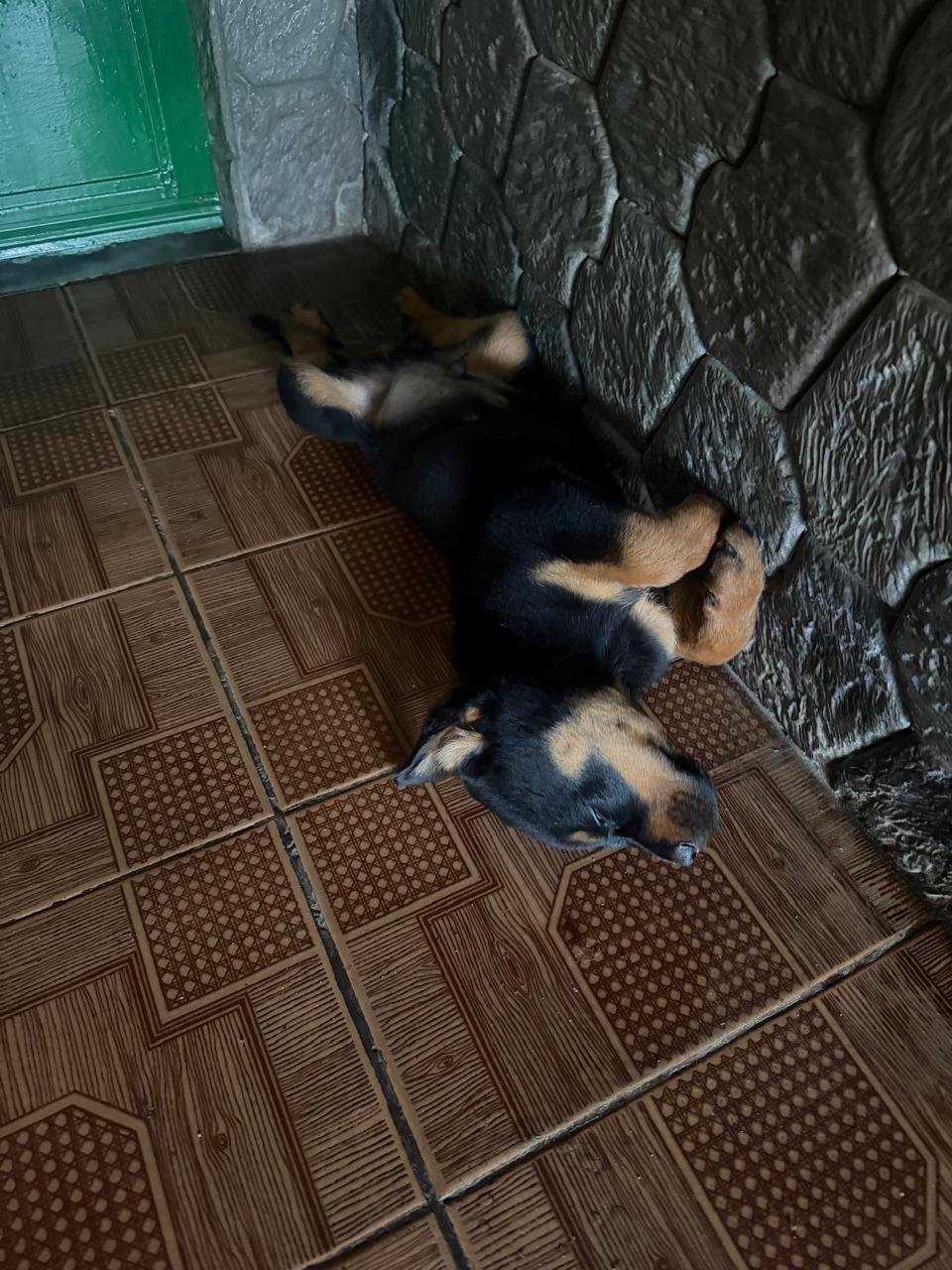 Vendo Filhote de Rottweiler  - Foto 3