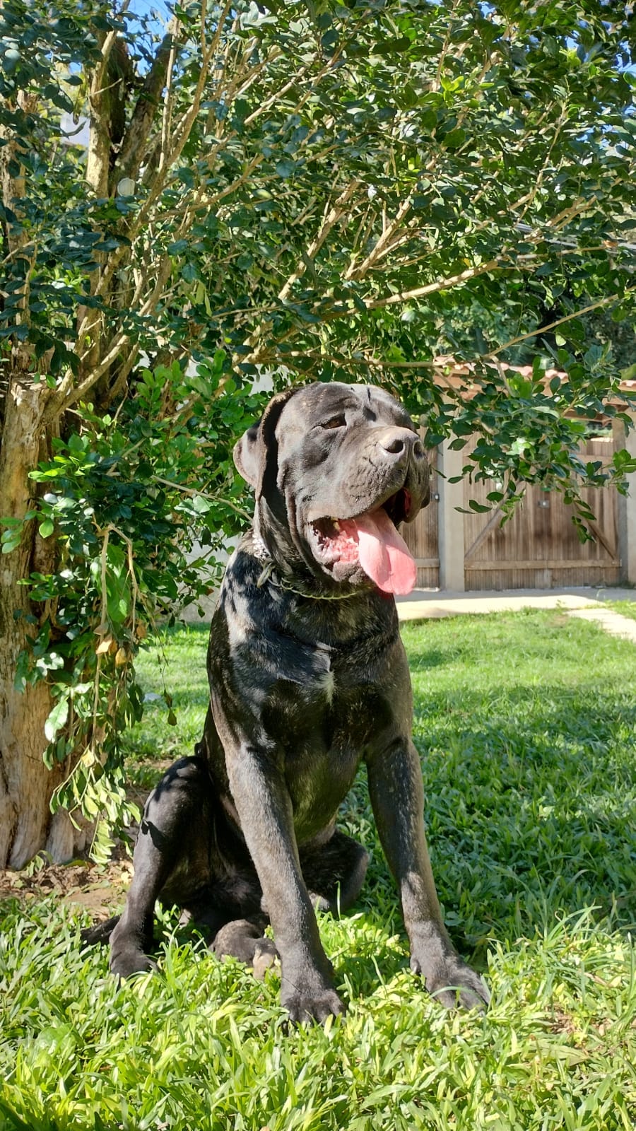 Portal Vendocão Vendo filhotes de Cane Corso com Pedigree  Niterói