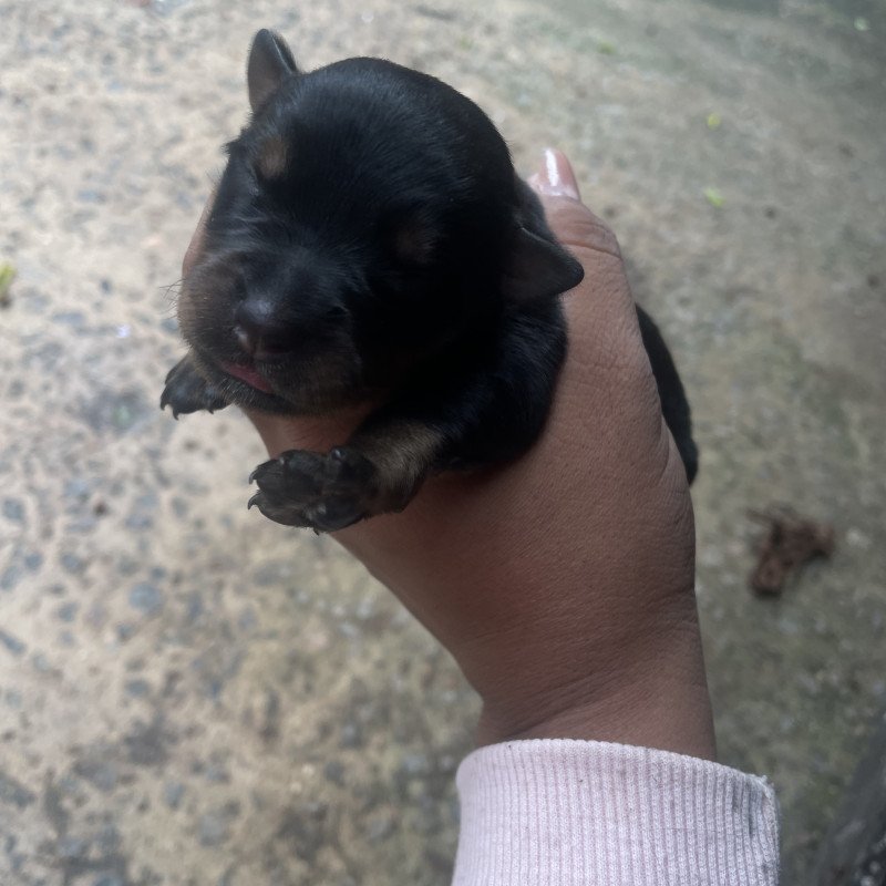 Filhote de rottweiler puro - Foto 1