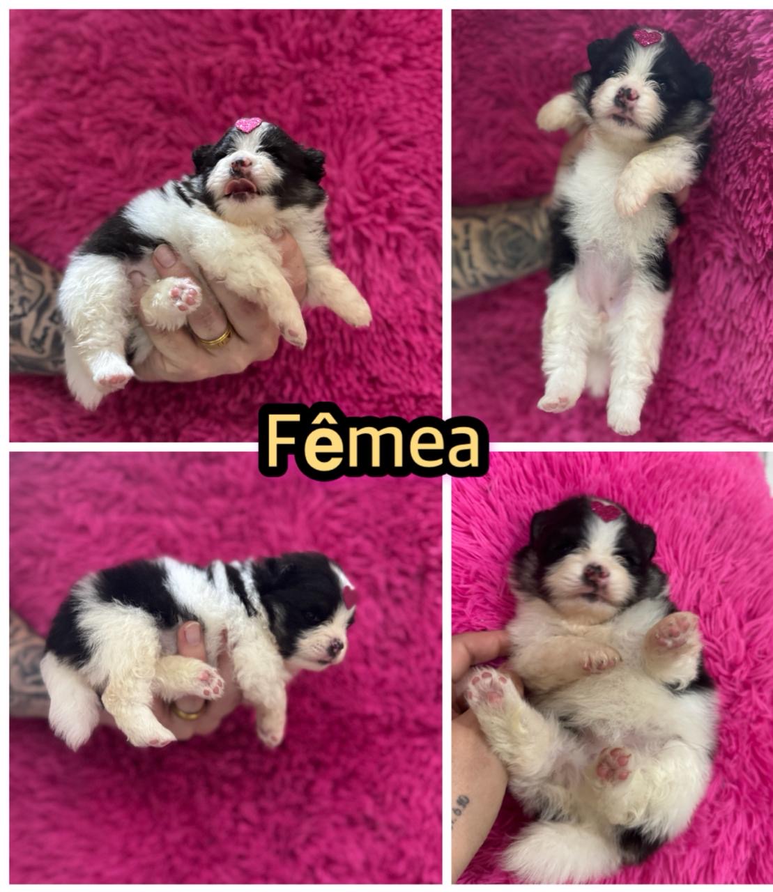 Portal Vendocão Filhotes Spitz alemão  Simões filho