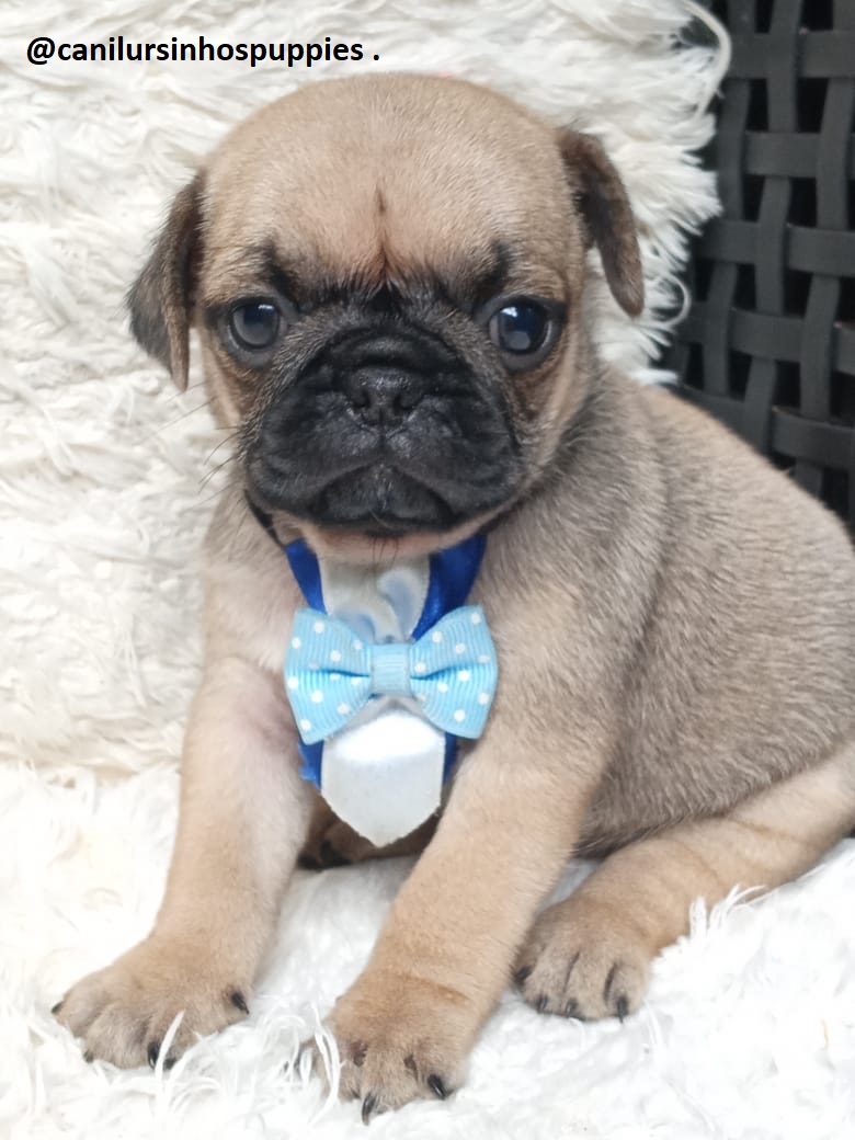 Portal Vendocão pug garanta hoje seu bebe @canilursinhospuppies  louveira 