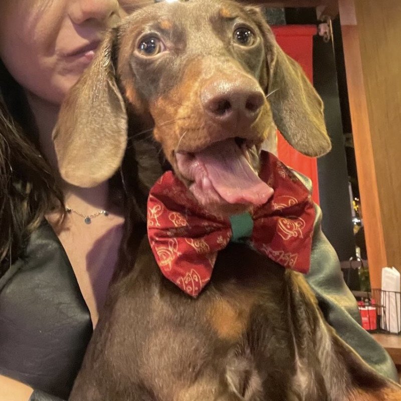 Dachshund (Salsicha) puro com pedigree – macho