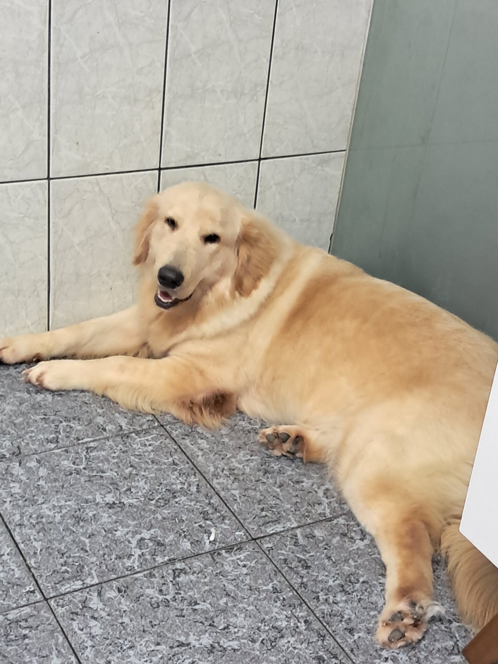Golden Retriever filhote - Foto 3