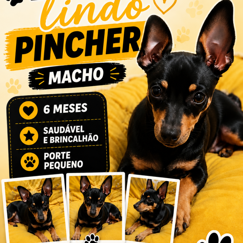Dog Pinscher
