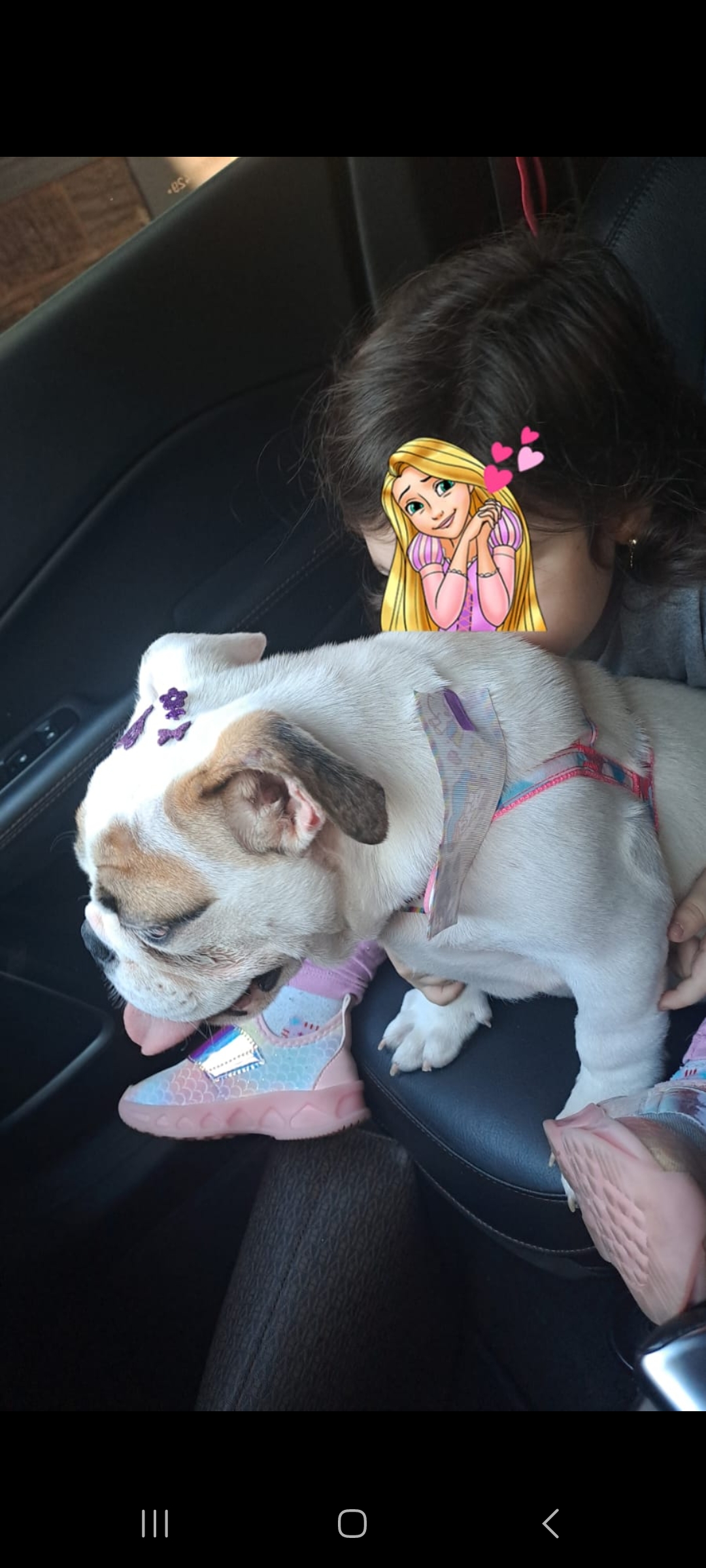 Linda filhote de bulldog inglês 