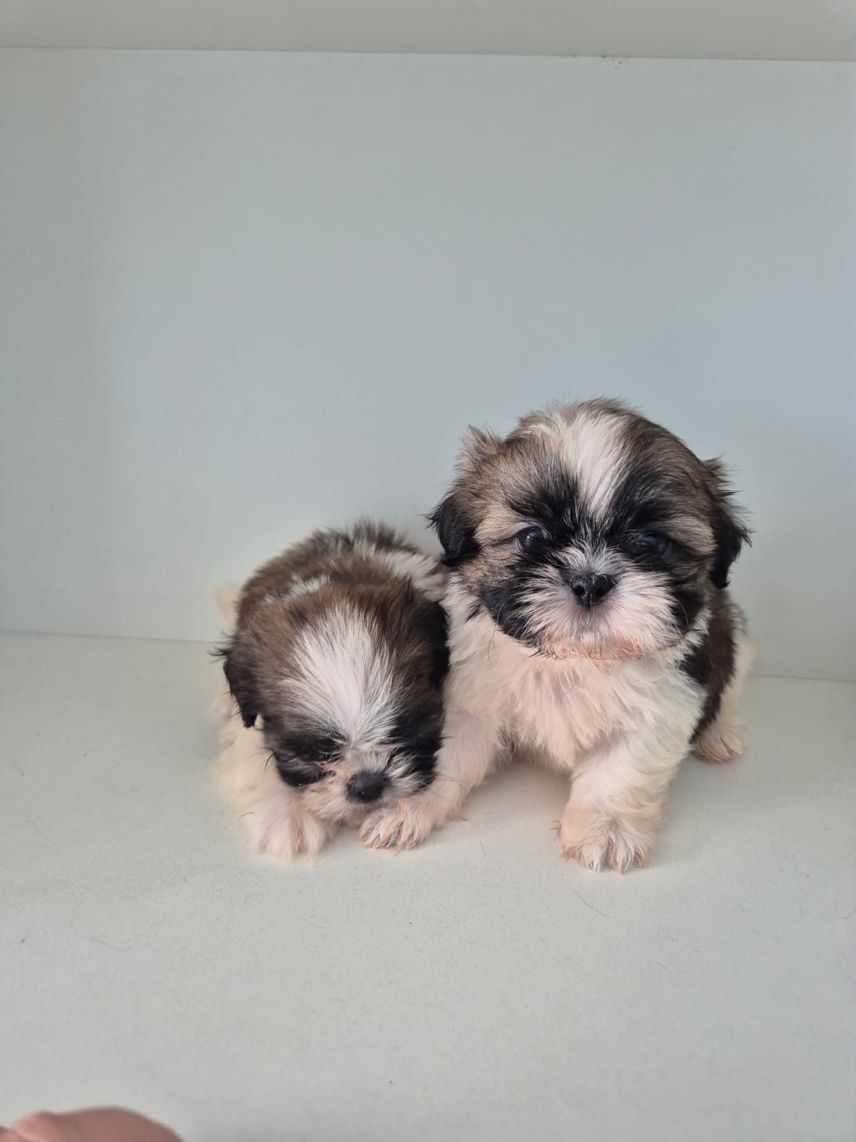 Lindos filhotinhos de Shih tzu - Foto 3