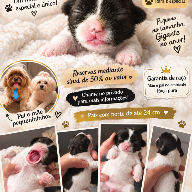 Filhote de lhasa apso para reserva