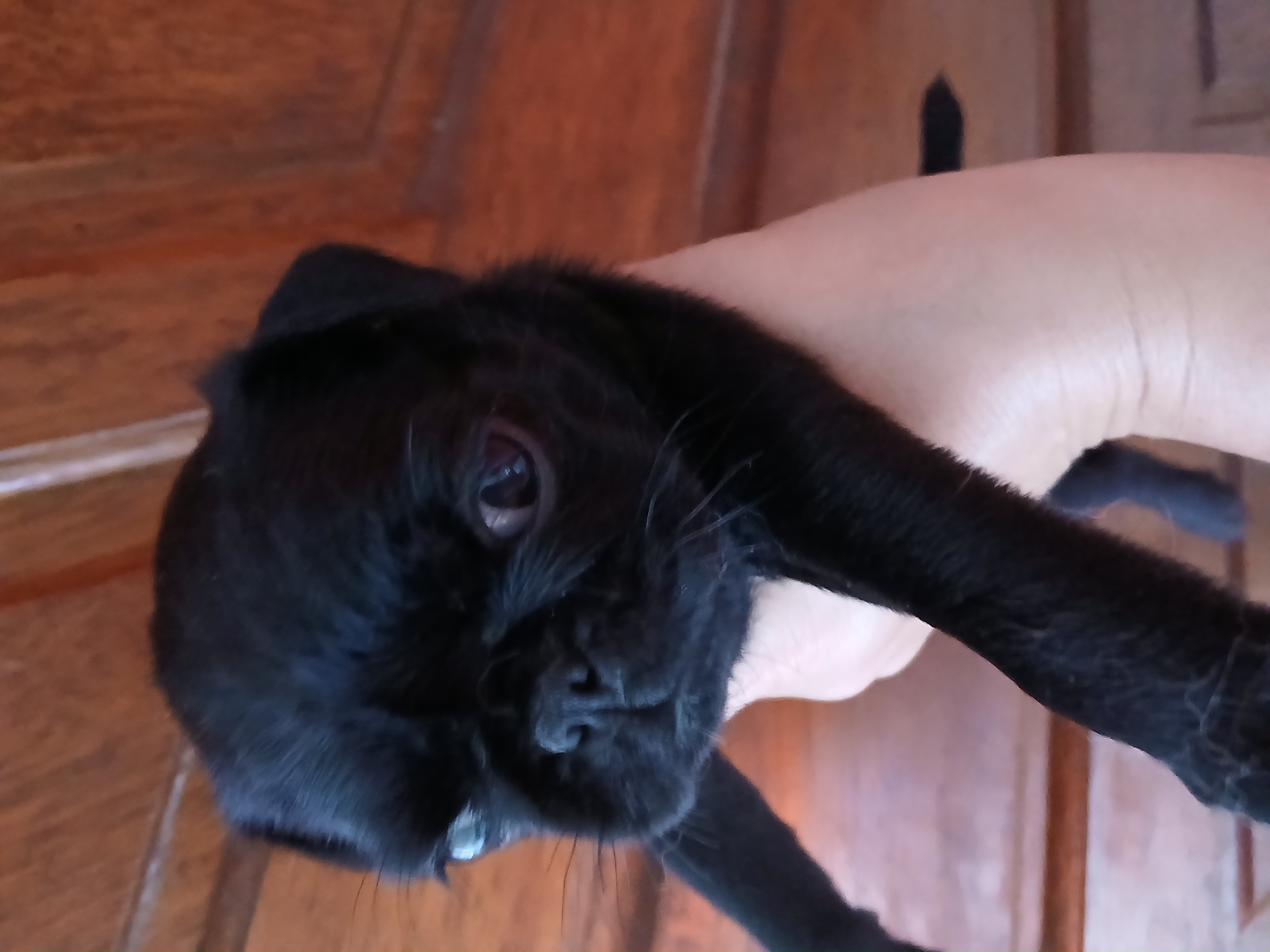 Portal Vendocão Vendo pug Lajeado 
