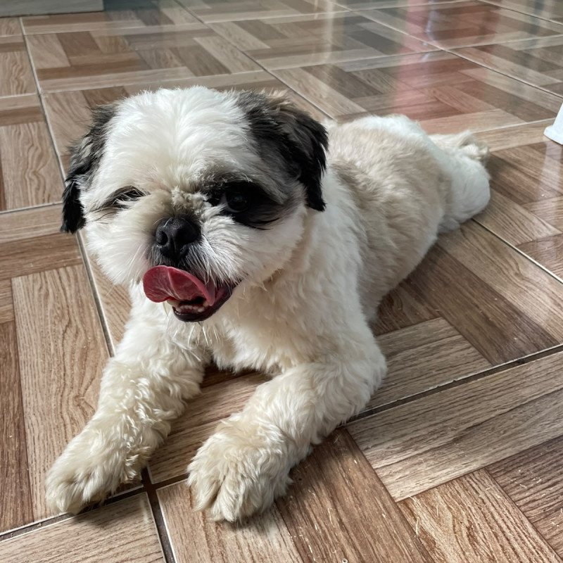 SHIH-TZU A VENDA