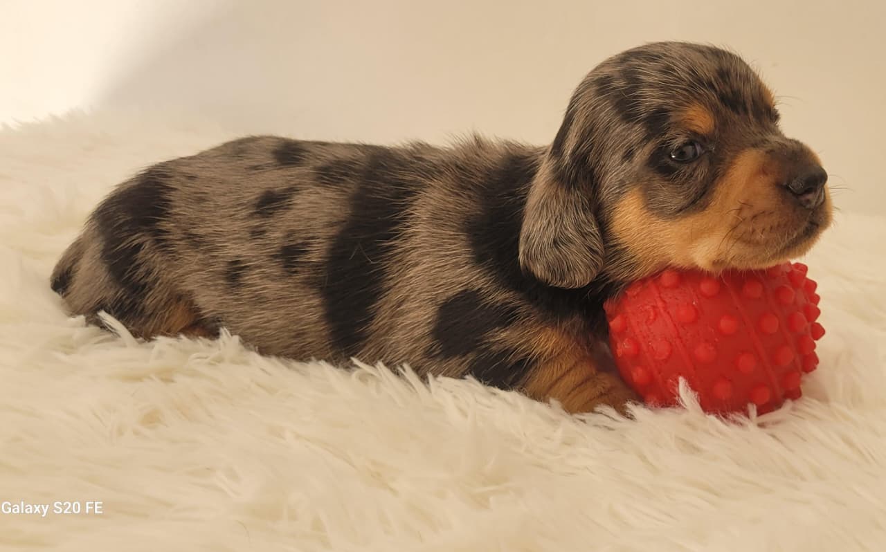 Dachshund macho Arlequim pelo longo liso 