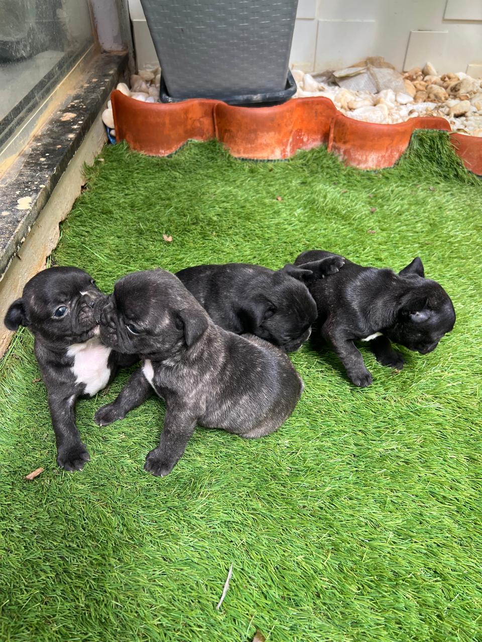 Portal Vendocão Lindos filhotinhos de Bulldog Francês Montes Claros
