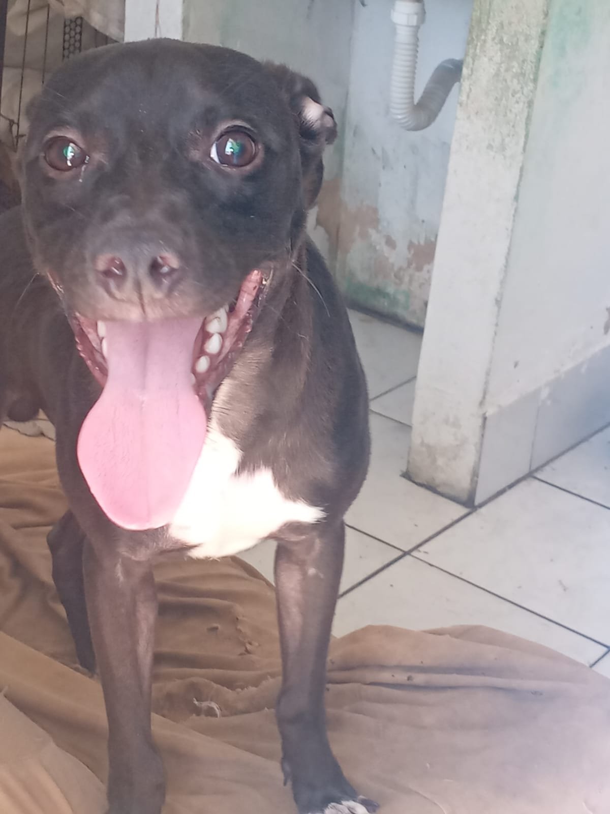 Cachorro Pit Bull Misturado 