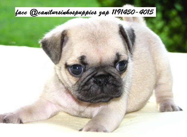 Pug - Foto 1