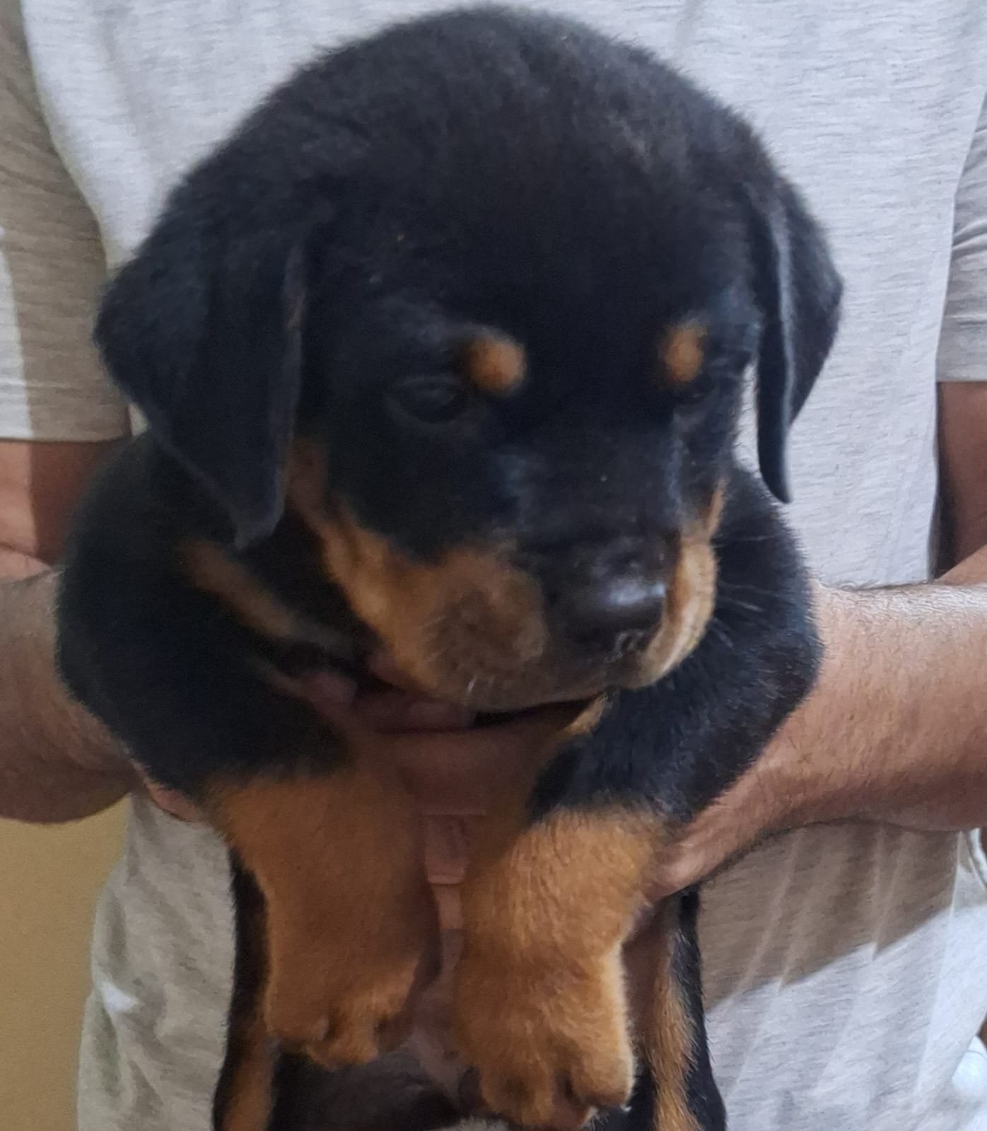 Rottweiler filhote  - Foto 1