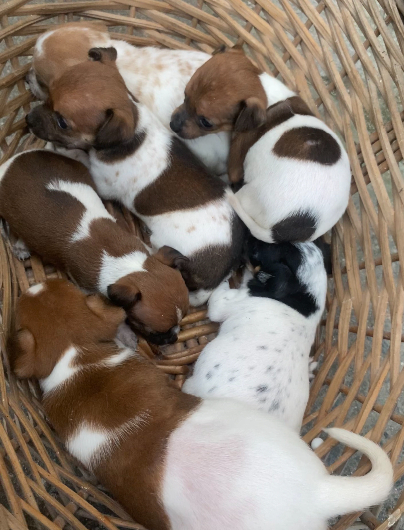 Miniatura Pinscher  - Foto 1