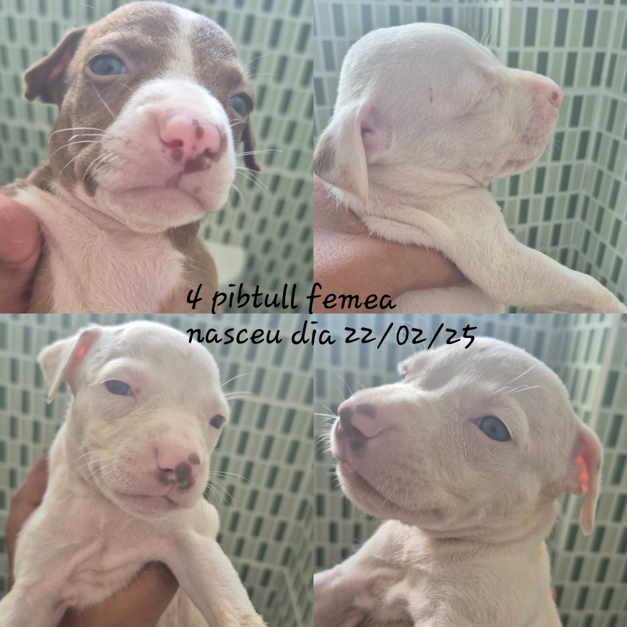 Portal Vendocão Pitbull red nose  Macaiba 