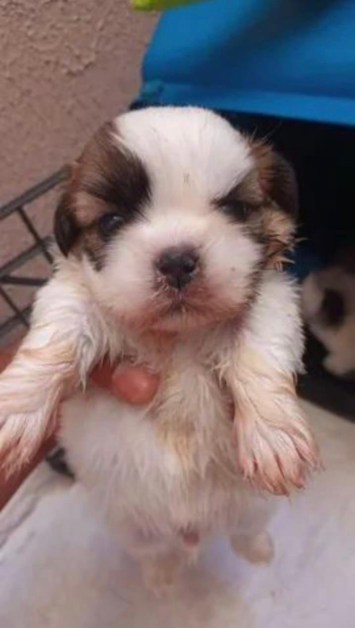 SHIH TZU MINI LEGÍTIMOS - Foto 4