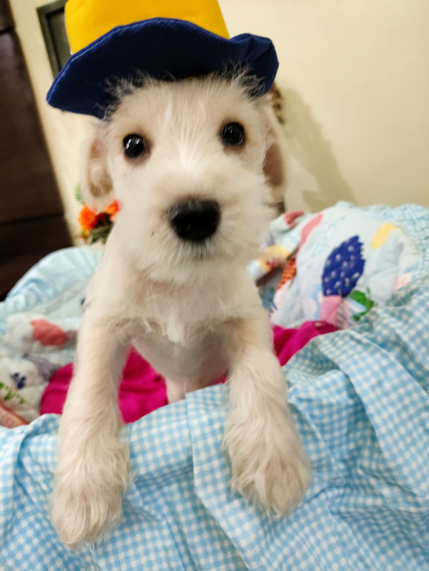 Portal Vendocão lindos 3 machos e 1 Femia schnauzer padrão PIRACICABA 