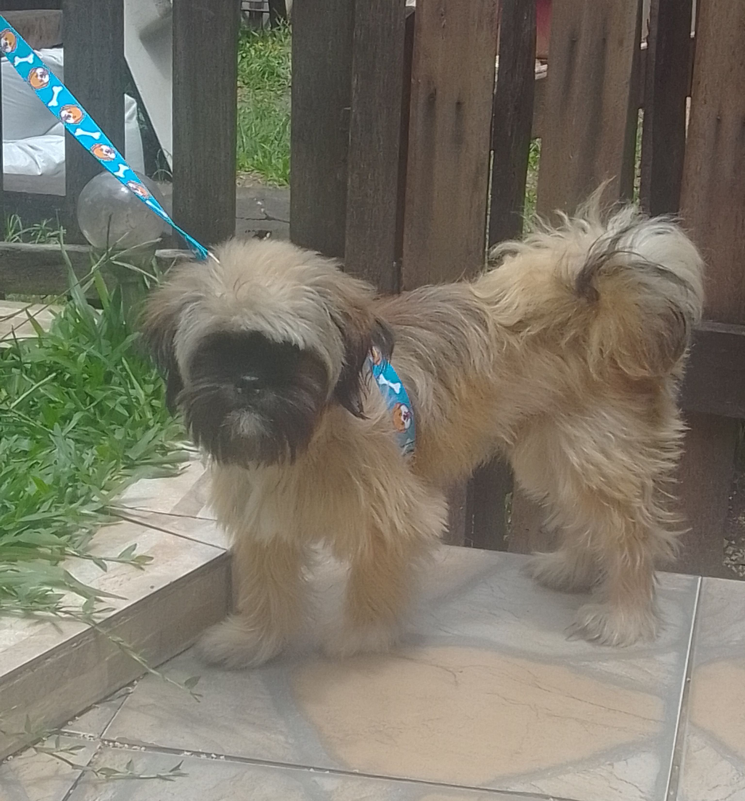 Portal Vendocão Schih Tzu puro com 8 meses São Leopoldo