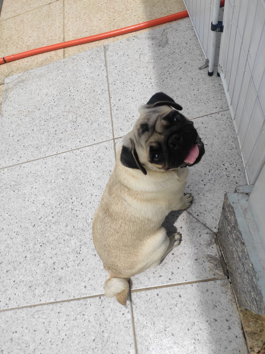 Portal Vendocão Pugs Fêmia. Rio das Ostras