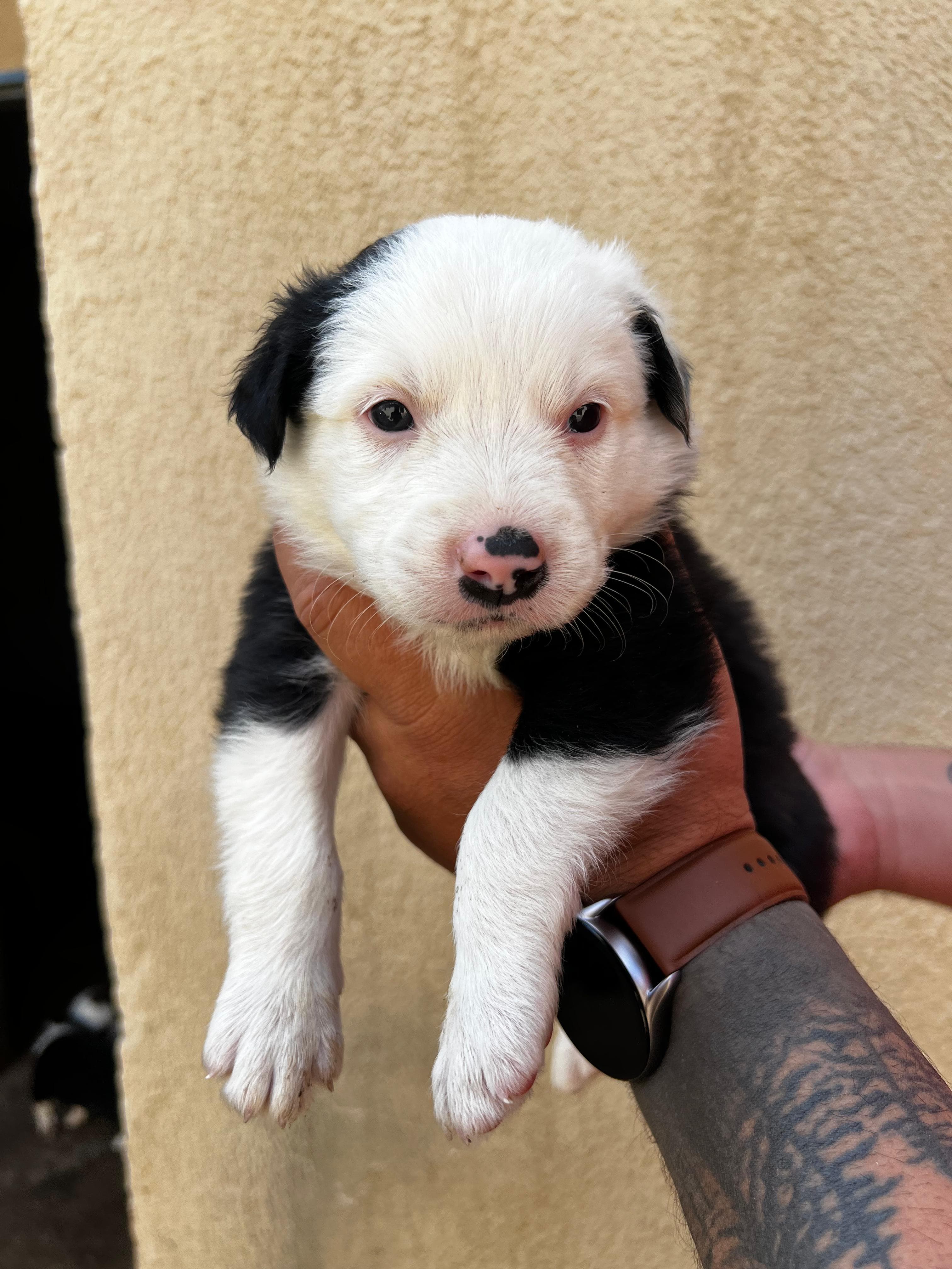 Portal Vendocão Filhote de Border Collie Goiânia
