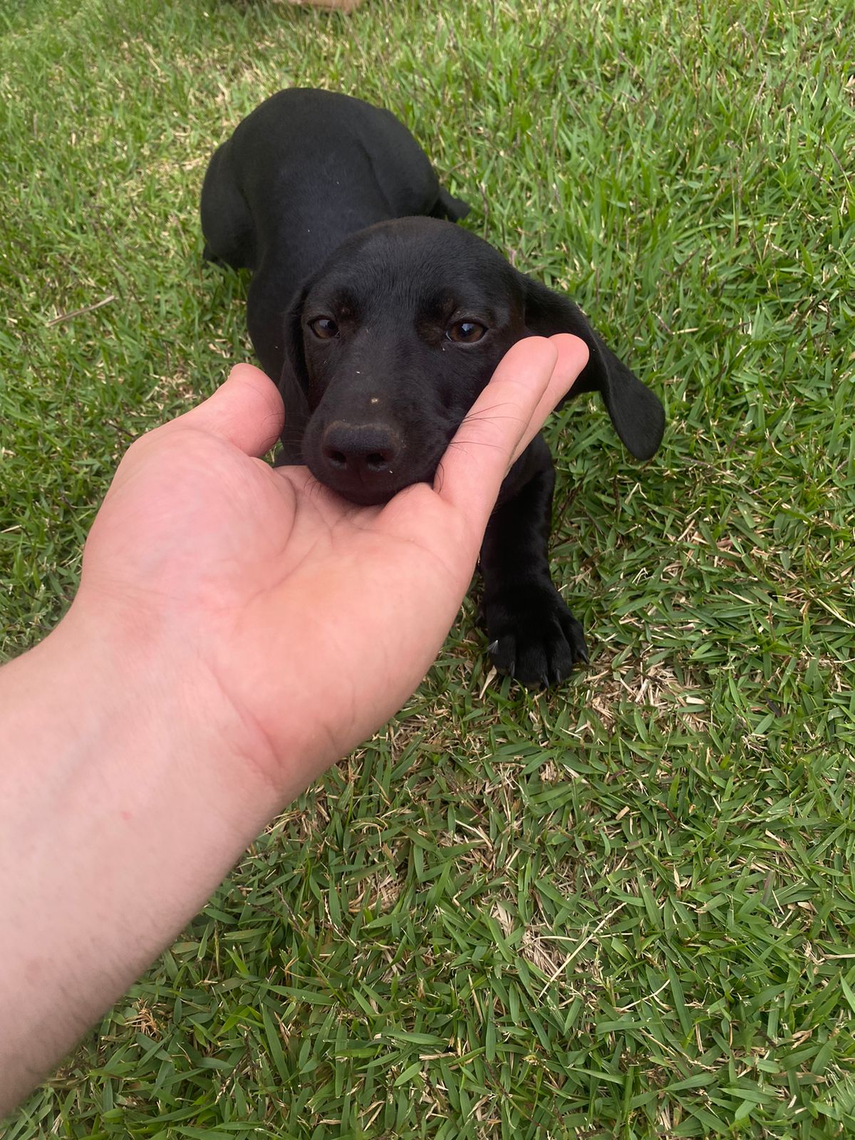 Portal Vendocão Lindos filhotes de Dachshund Sertão