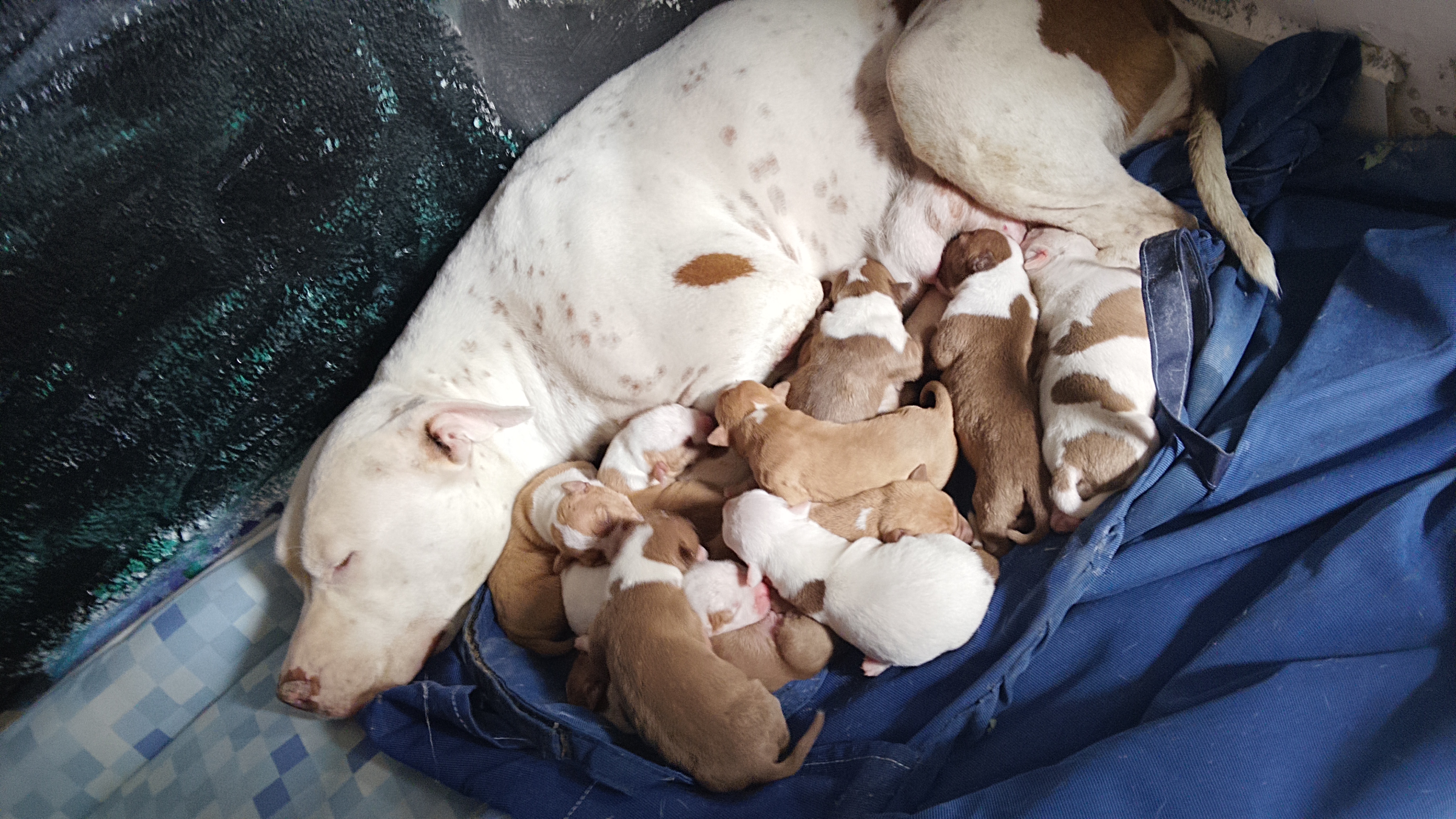 Filhotes de Pitbull  - Foto 1