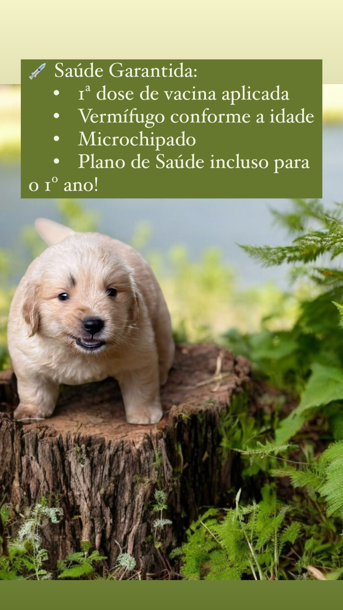 Portal Vendocão Lindos filhotes de Golden Retriever São José 