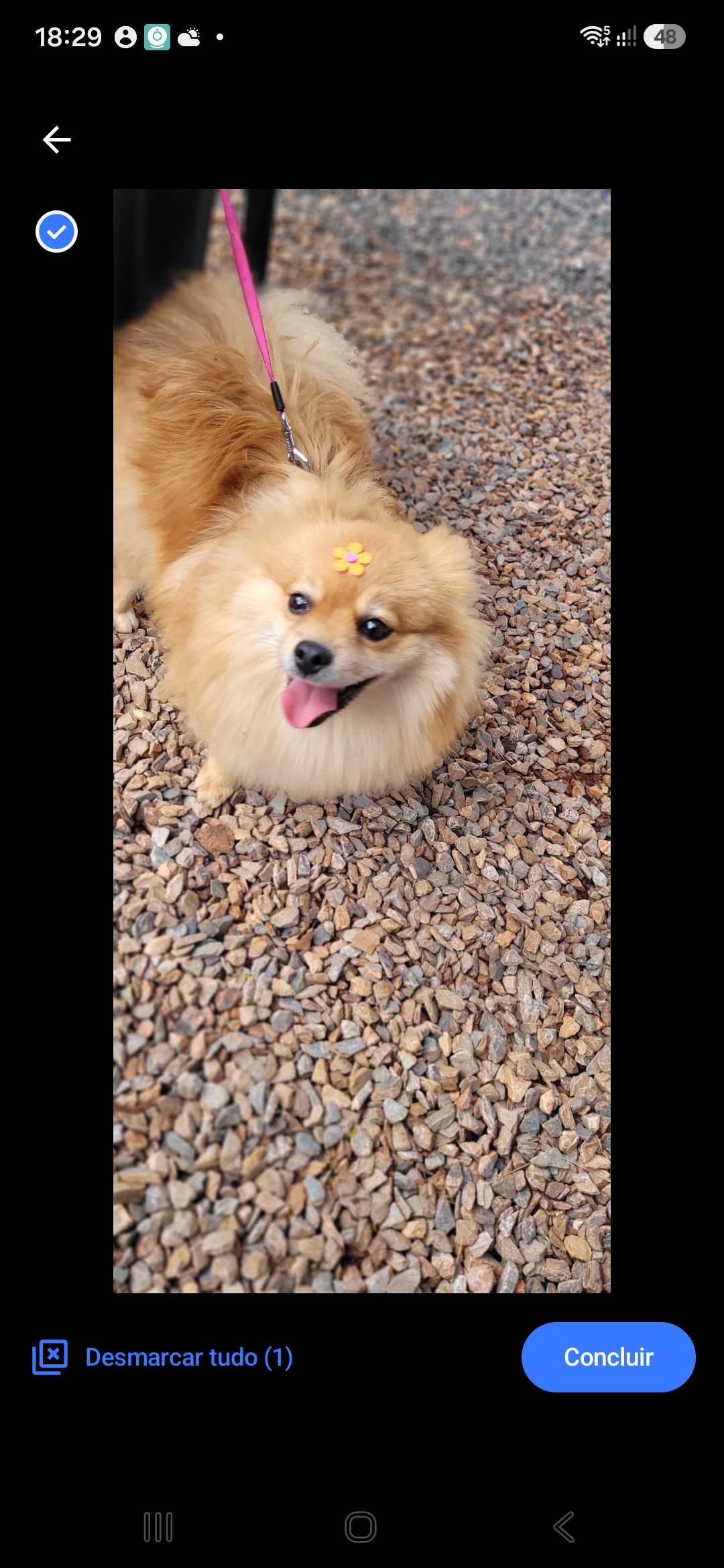 Spitz Alemão adulto fêmea - Foto 1