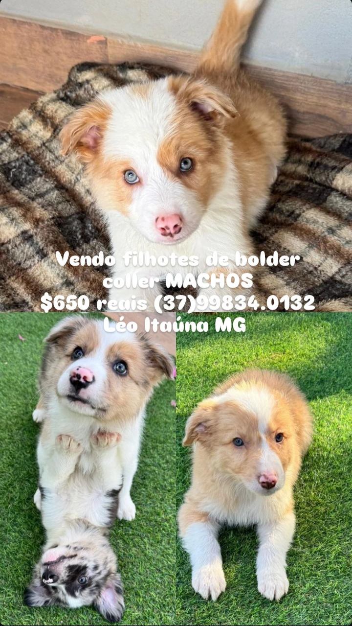 Portal Vendocão Filhote bolder coller MACHOS  Itaúna - MG