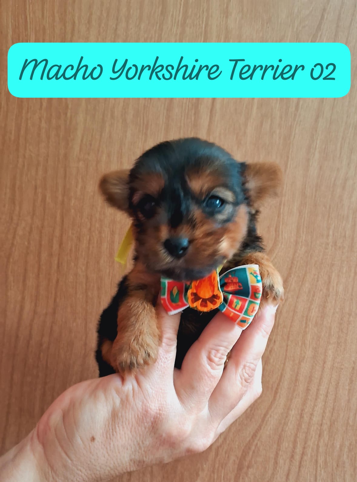 Portal Vendocão Yorkshire micro  Vitória da Conquista 
