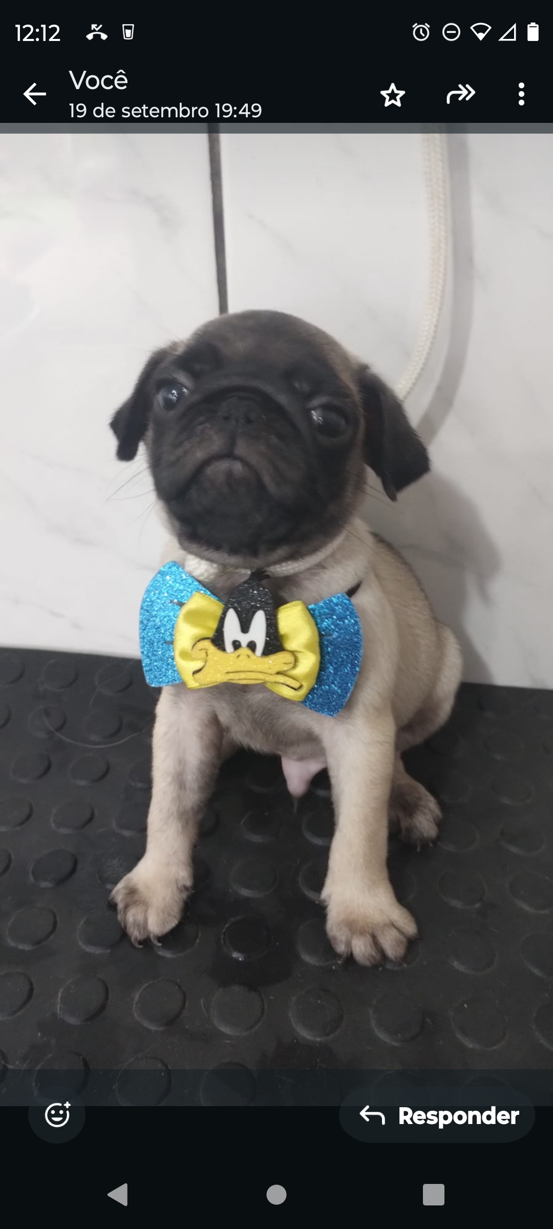 Portal Vendocão Vendo pug Porto Alegre 