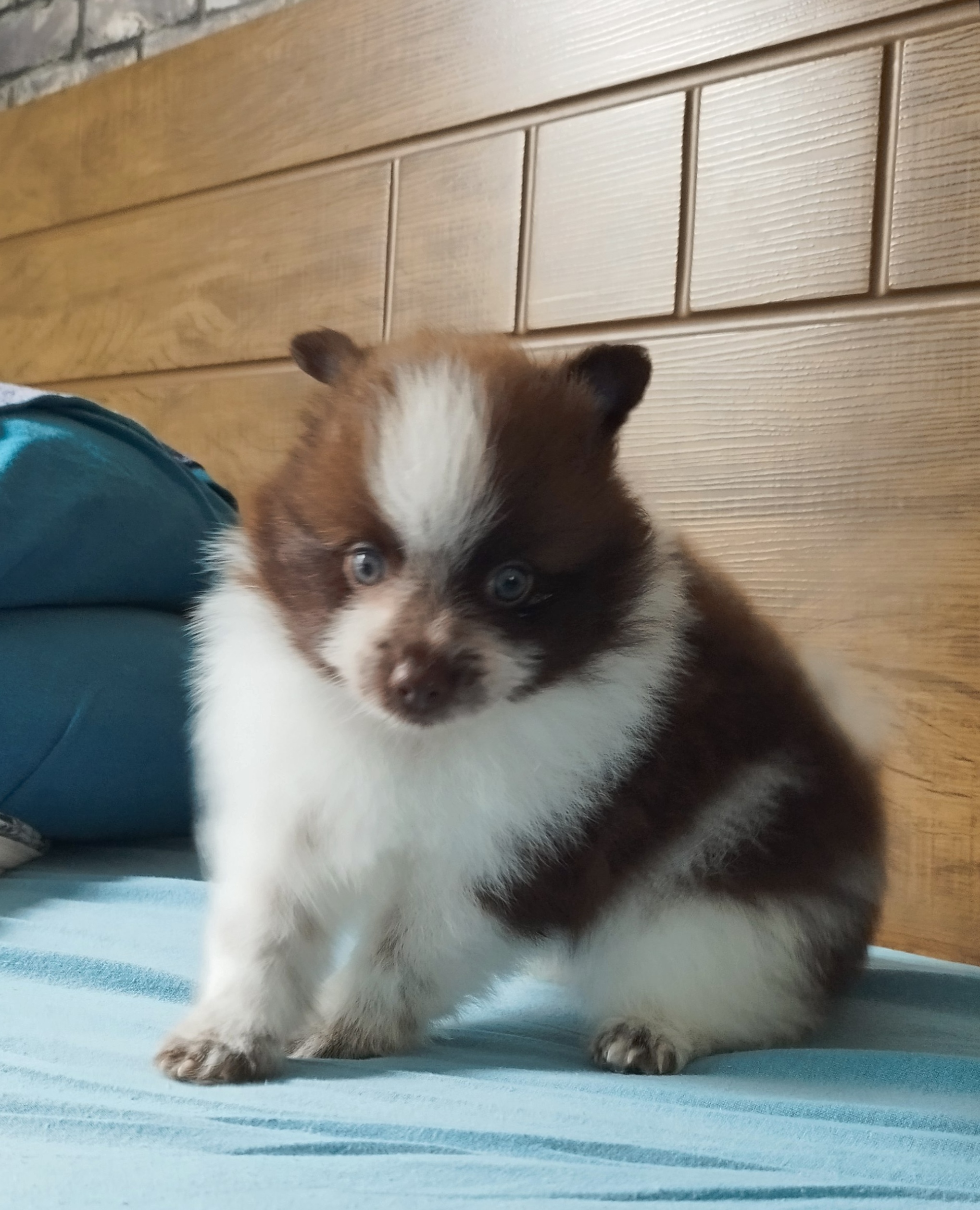 Portal Vendocão Spitz  alemão  Cambé 