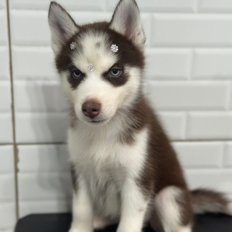 Lindas filhotes de Husky Siberiano Vacinadas