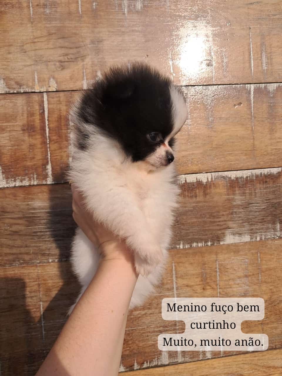 Portal Vendocão Vende-se Spitz Alemão Anão Macho (Micro) Florianópolis
