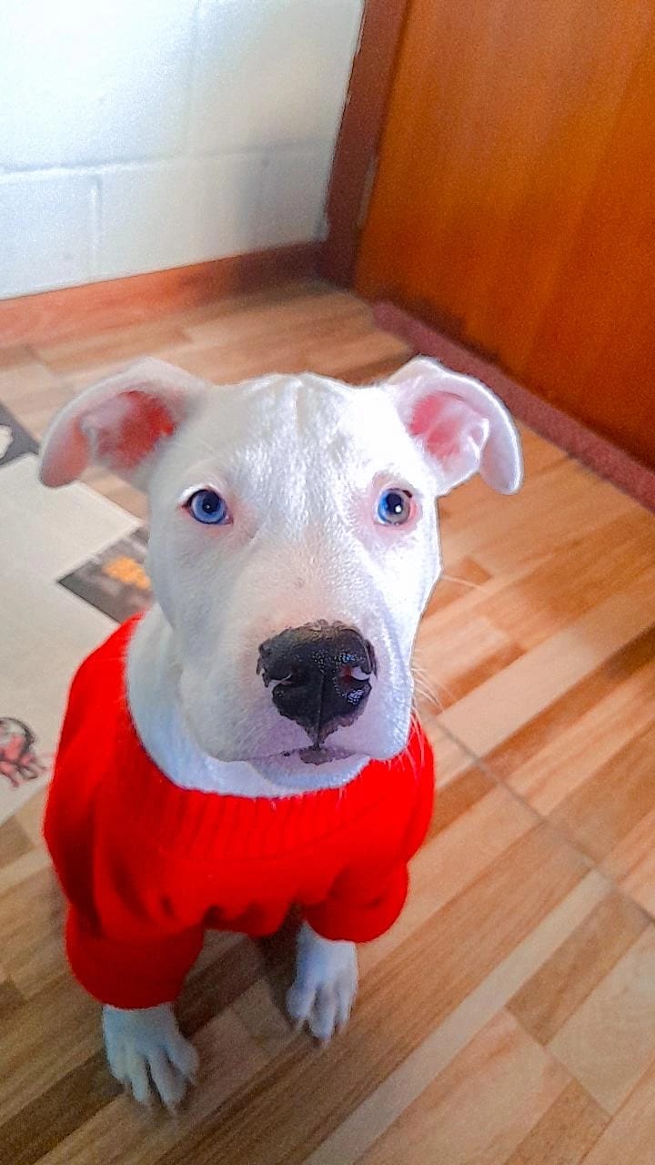 pitbull 3 meses