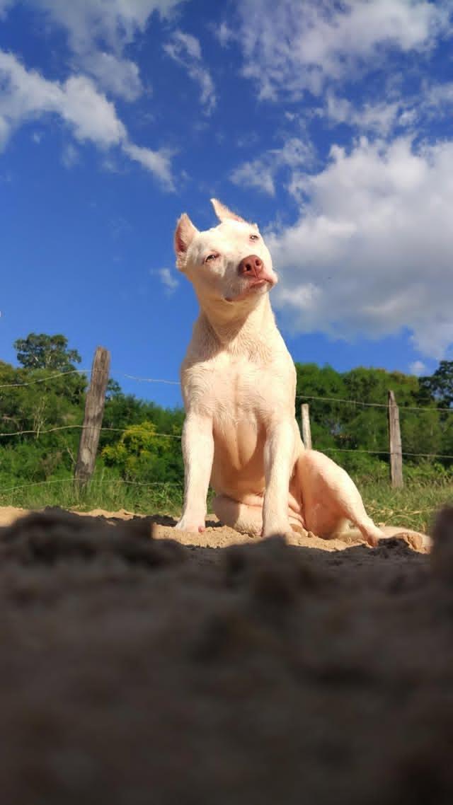 Portal Vendocão PitBull albina, toda branca 7 meses de idade, vacinas completa Salto Da Divisa
