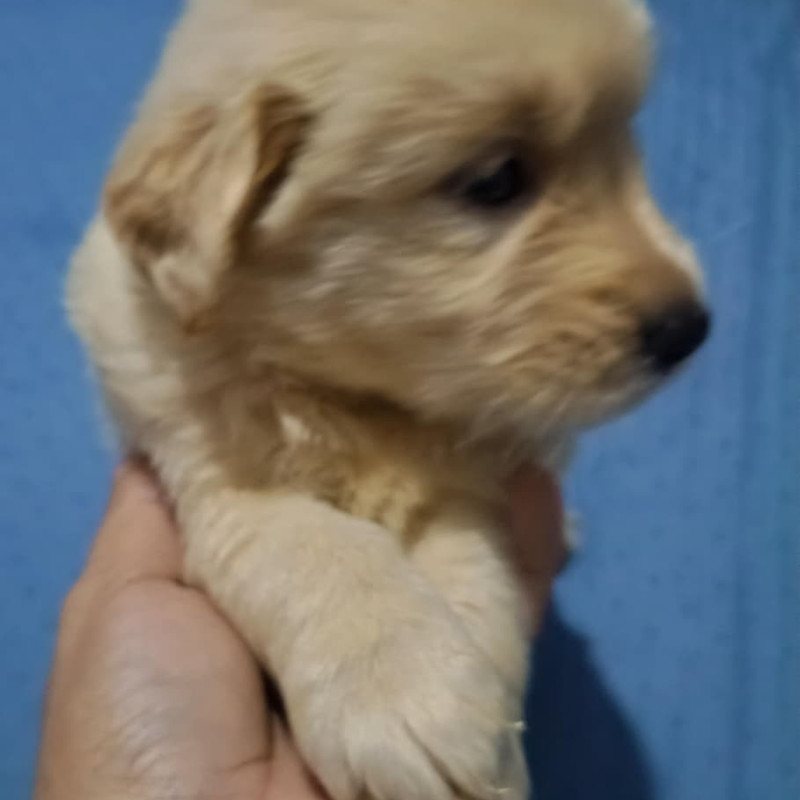 Filhotes de Golden retrivier - Foto 4