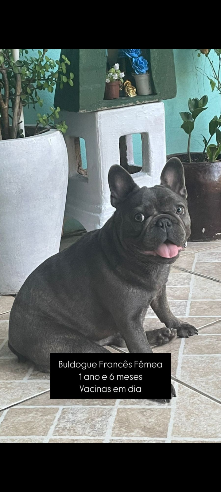 Portal Vendocão Vendo buldogue francês fêmea  Canoas