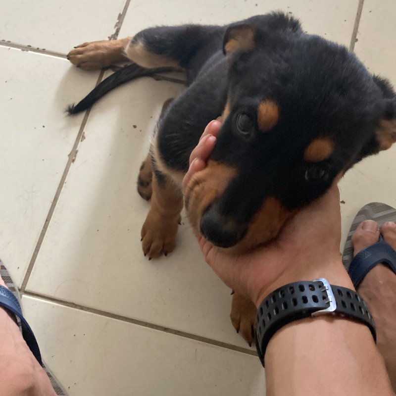 Pastor alemão com rottweiler - Foto 1