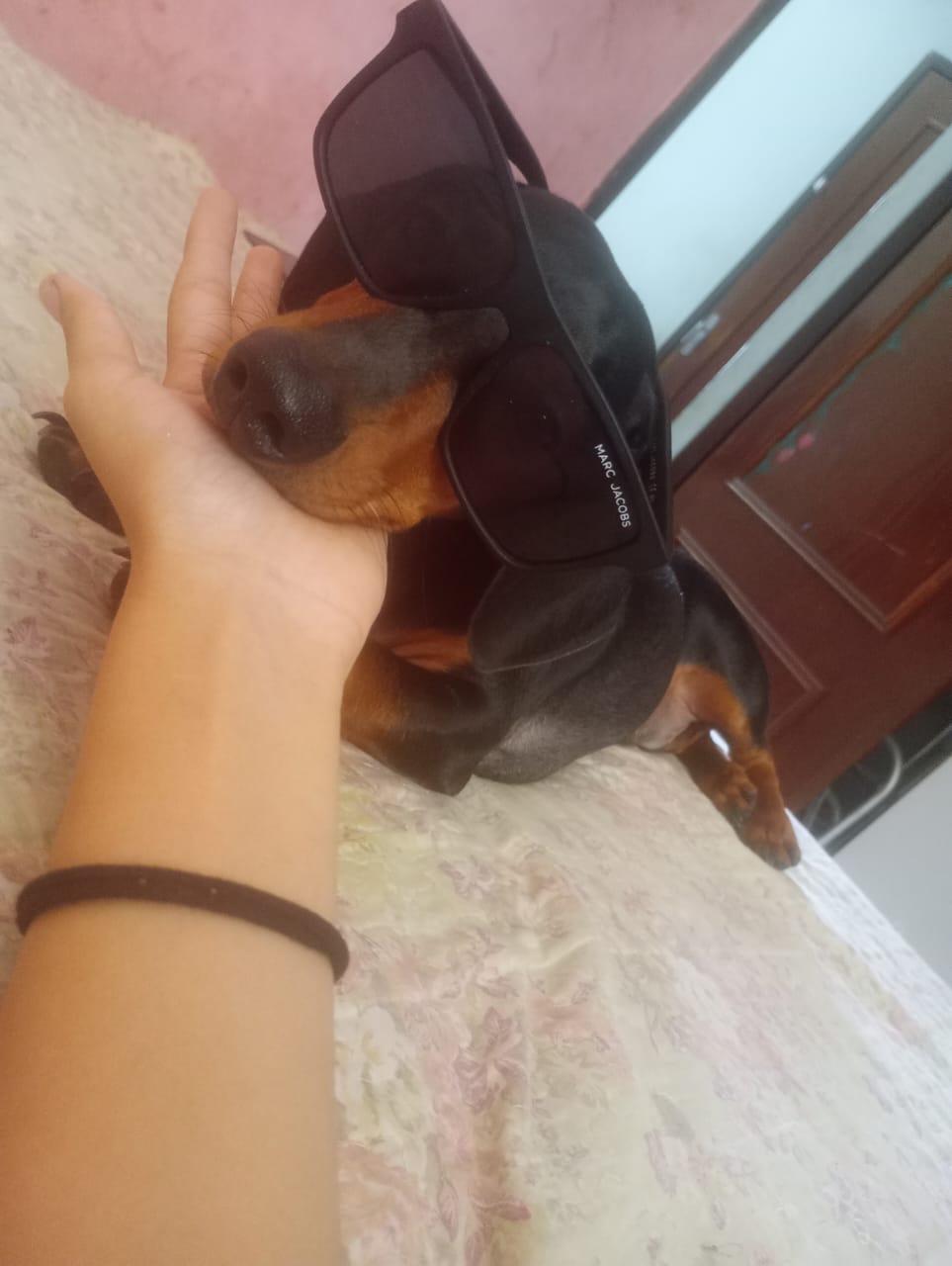 Portal Vendocão Vendo um cachorro dócil e muito amigão, um salsinha. São Luís