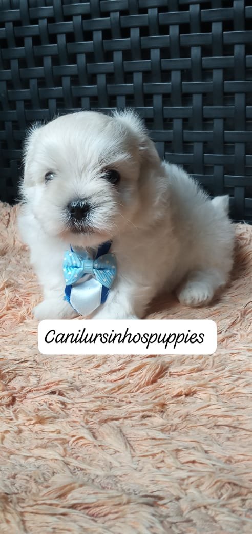 Maltes adquira hoje o seu #canilursinhospuppies 