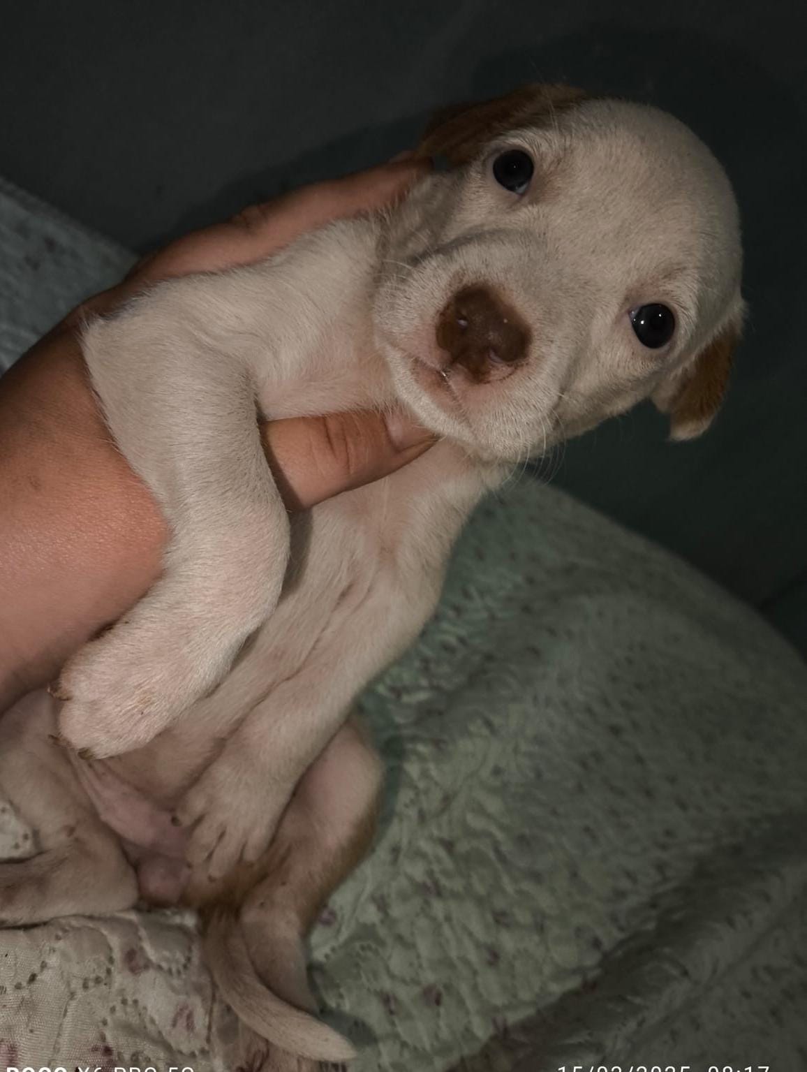 vendo Pit Bull American staffordshire terrier - Foto 4