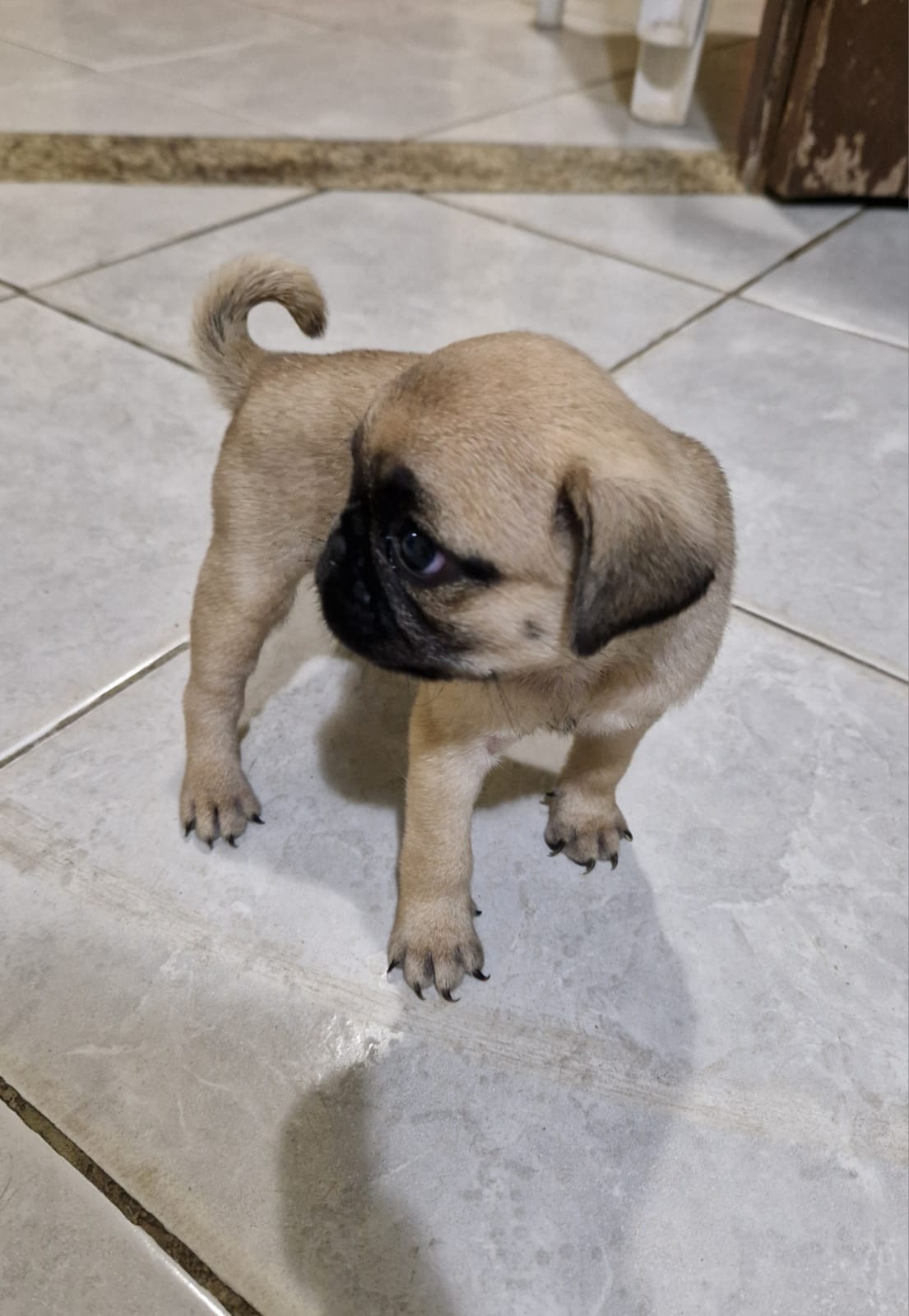 Portal Vendocão Filhote de Pug Fêmea  João Pessoa